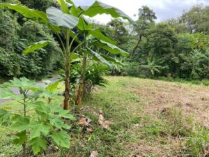 Your Home In Costa Rica 5-Lot-58-AV-300x225 Beautiful lot for sale in Alegria Village (5801 sq.ft)  